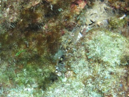 90  Banded Coral Shrimp IMG 2624